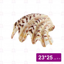 貝殼-9吋